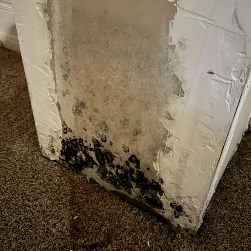 Professional Mold Removal in Anna, OH
